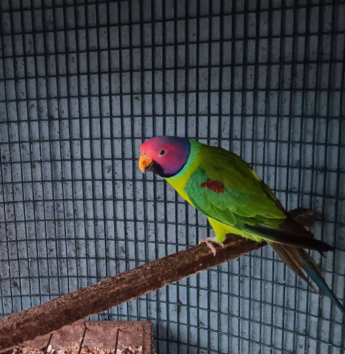 Cabeça ameixa adulto