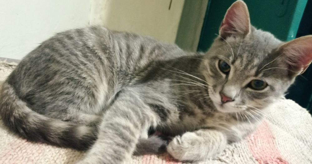 Котусик шукає сім'ю