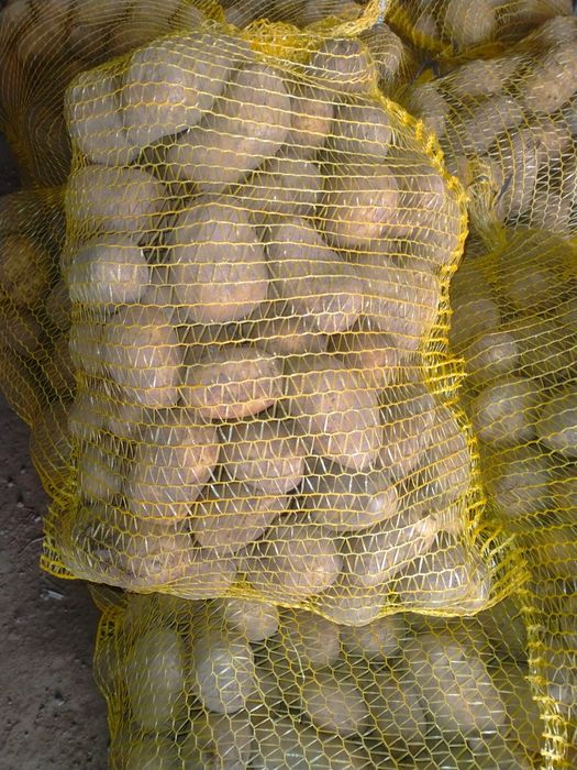 Ziemniaki jadalne  Jurek