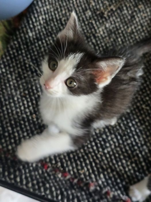 Nico gotowy do adopcji