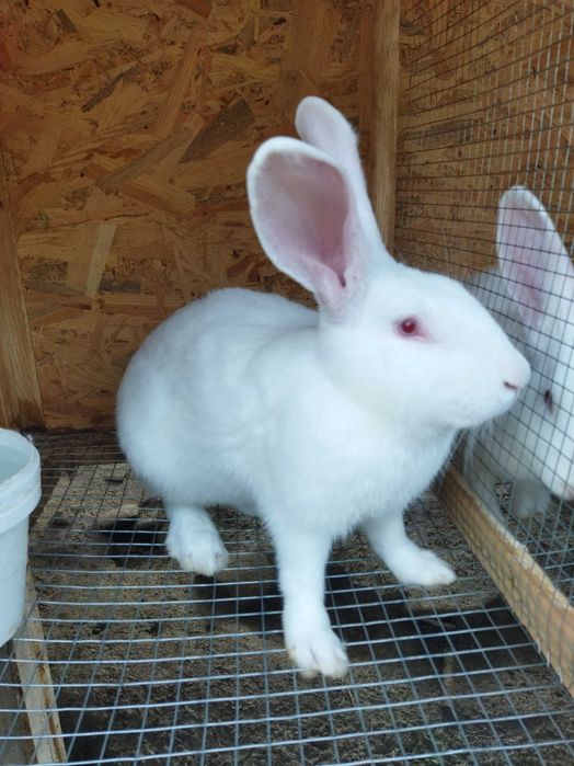 Кролики самці і самочки