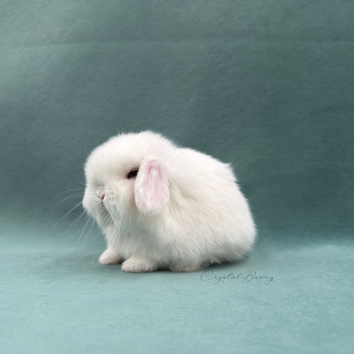 Królik Mini Lop TOP