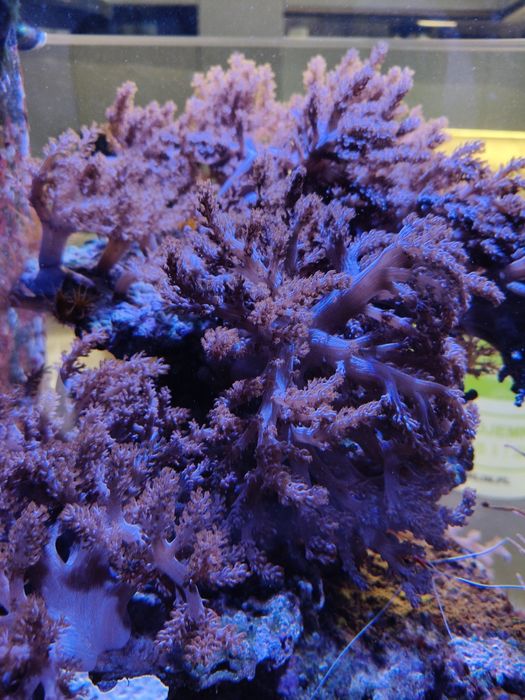 Pseudogorgonia, Capnella zamienie