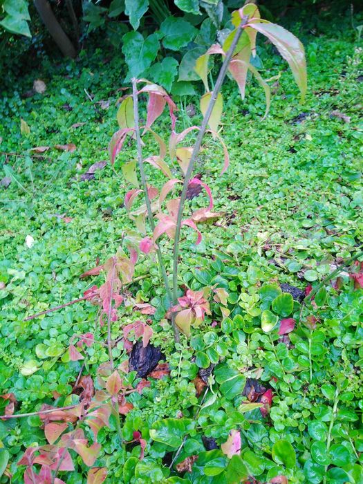 5 sztuk Sadzonki Trzmieliny Oskrzydlonej