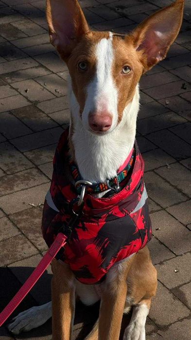 Кінолог | Дресирування собак | Чугуїв