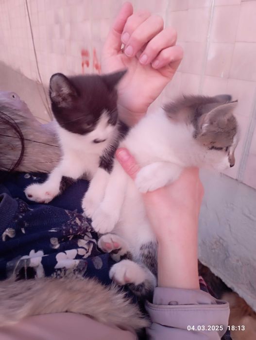 Кошенята, в добрі руки