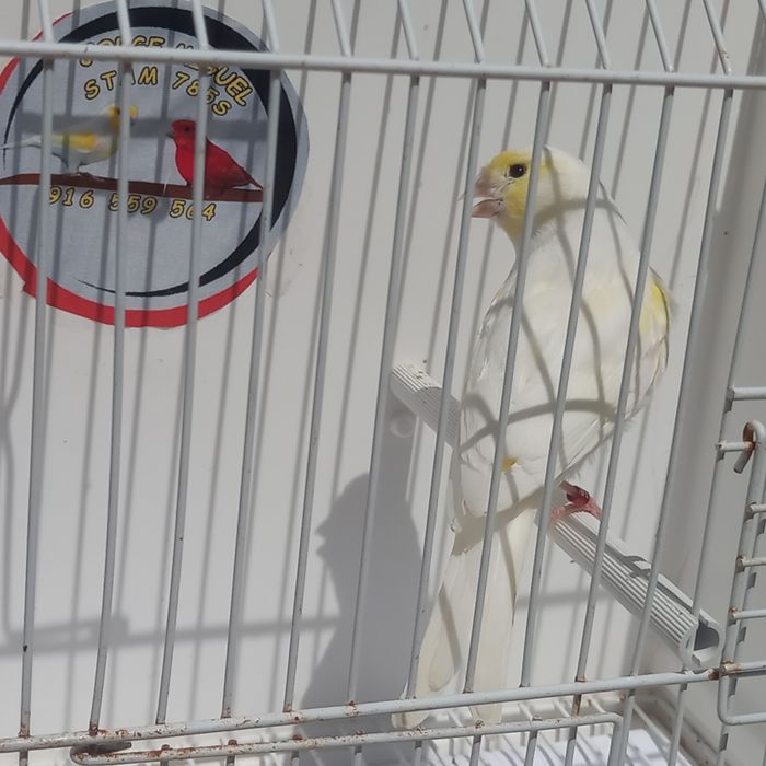 Canario mosaico amarelo