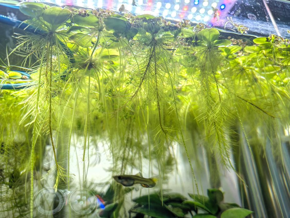 Limnobium + Rzęsa wodna  (zestaw 5 szt.)