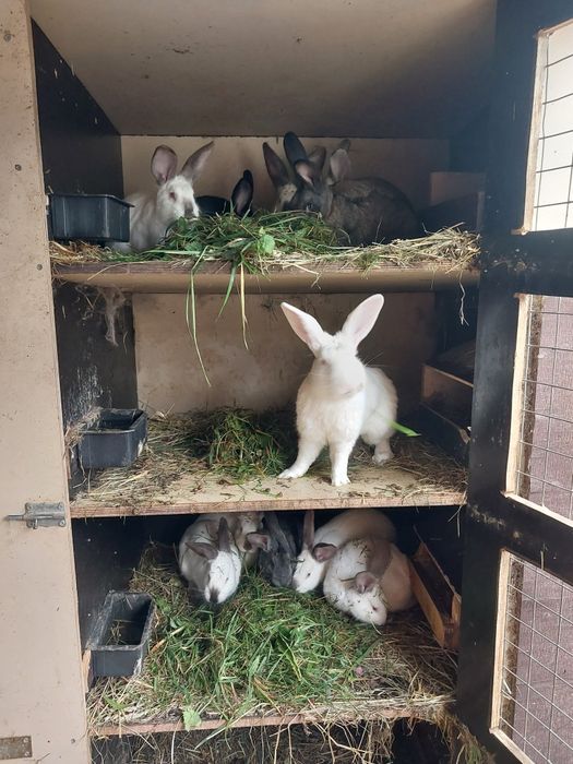 Sprzedam tuszki królicze