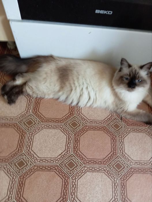 Продам котик Невский Маскарадный