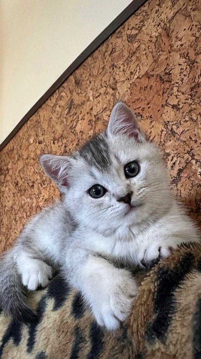 Шотландське кошеня, Скотіш Страйт Львів