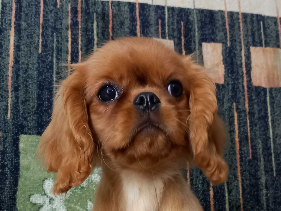 Кавалер кінг чарльз спаніель