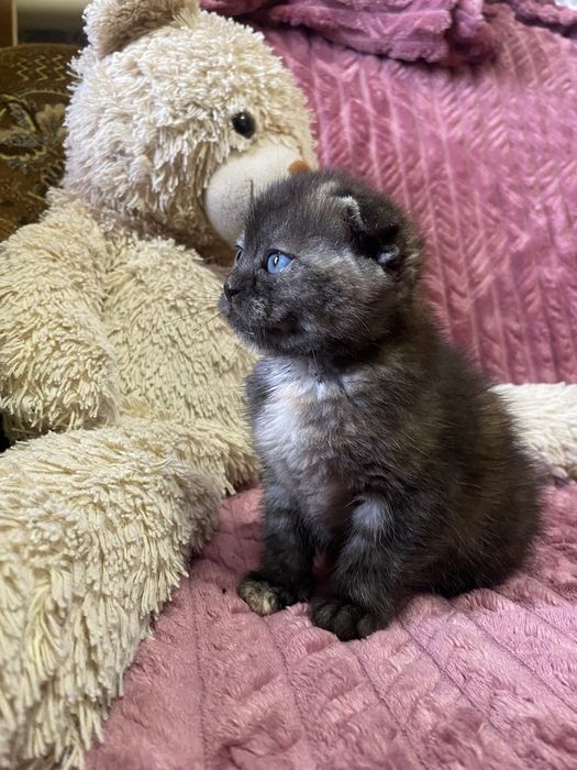 Шотландські весловухі кошенята