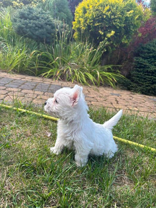 West highland white terrier przepiękny miot