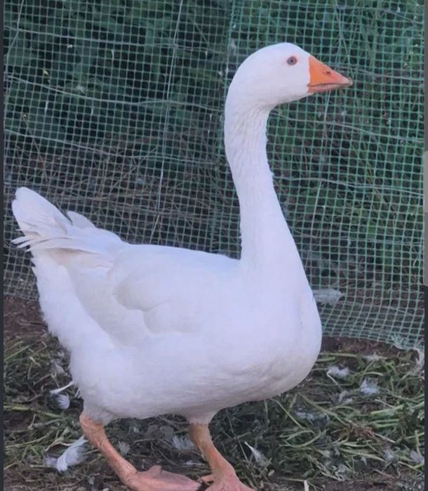 Gęsi Owsiane Tegoroczne