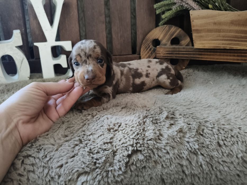 Teckel miniatura macho