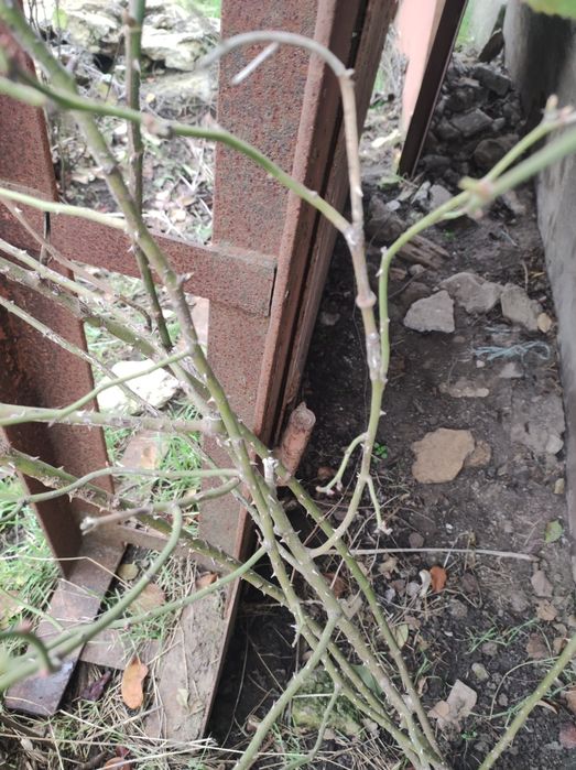 Гаражные  ворота