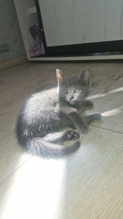 Кошенятко котик киця