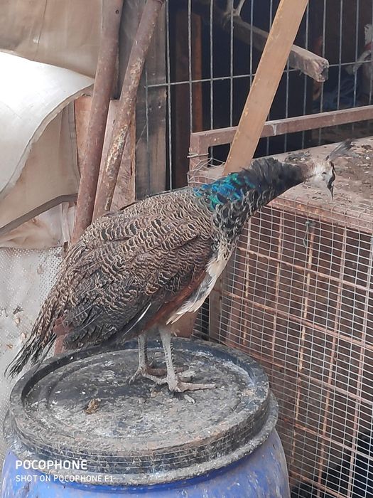 Pavões azuis nascidos em 2025