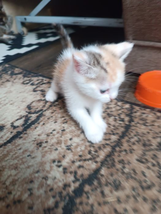 Котята трьохвідтінкові від шотландської