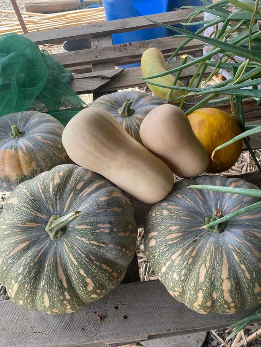 vendo verduras e legumes biologicos