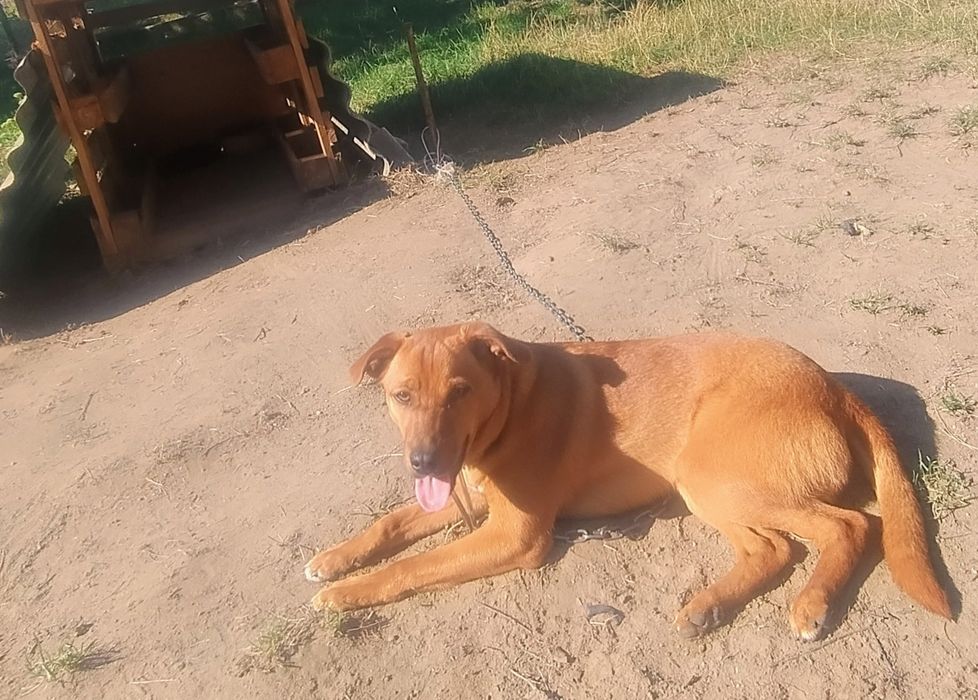 Cudowne, 7-miesięczne psiaki szukają domów!