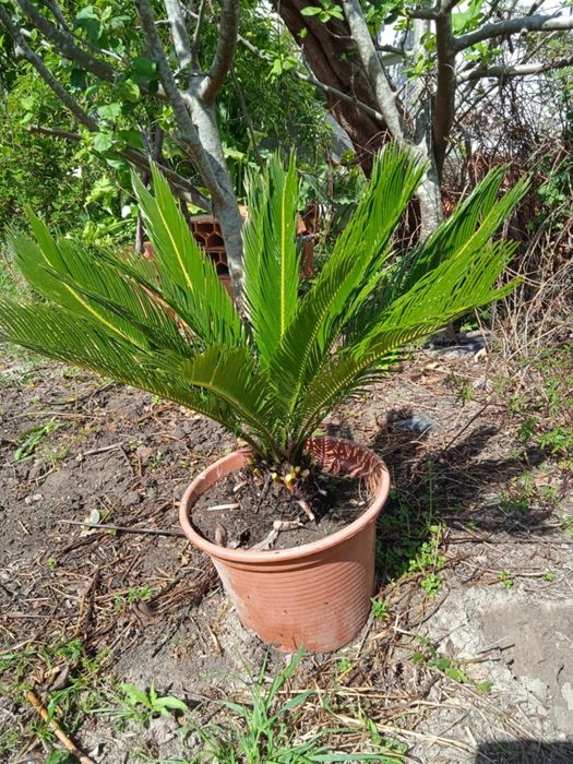 Vendo sica bonita para jardim ou em vaso grande