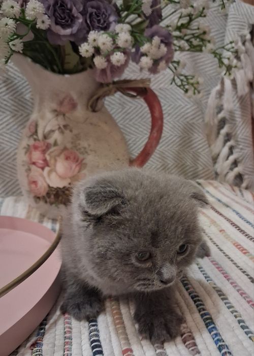 Шотландські кошенята