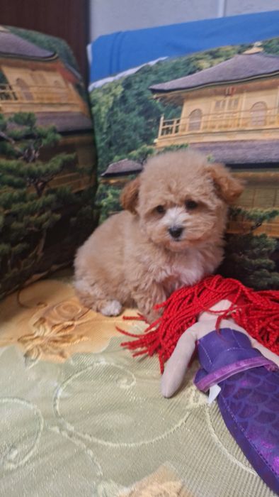 Шикарные мальтипу