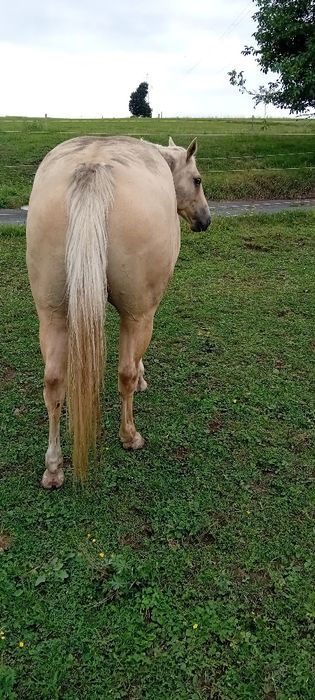 Wałach  rasy AQH 04.2018r
