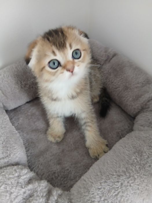 Macho Scottish Fold