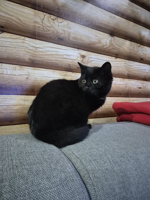 Kotka ok 4 miesiące