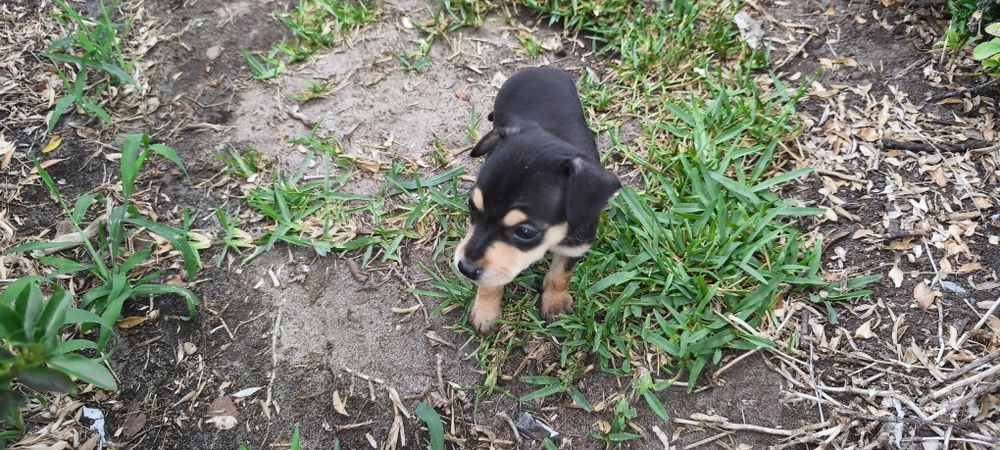 Pinscher pincher miniatura criado em ambiente familiar