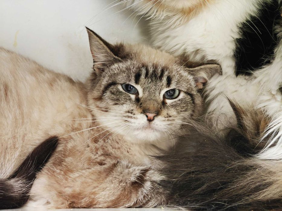 Шикарний красень котик Васильок (1р) терміново шукає дім!