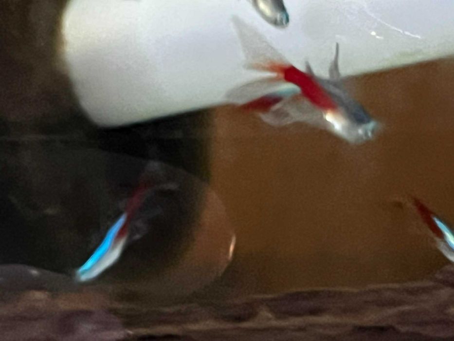 Paracheirodon innesi Neon innesa  long fin