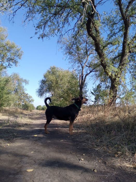 Собака девочка дворь