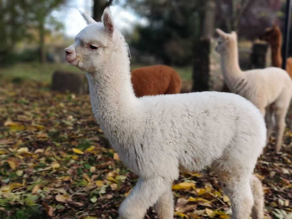 Młody samczyk alpaki