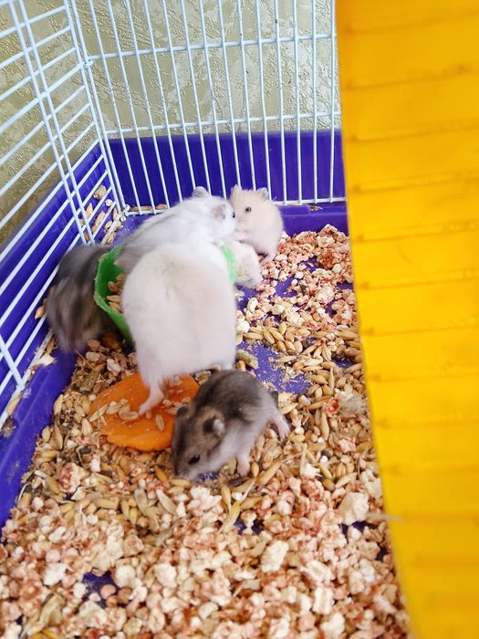 Джунгарский хомяк