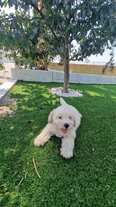 Maltipoo  disponível