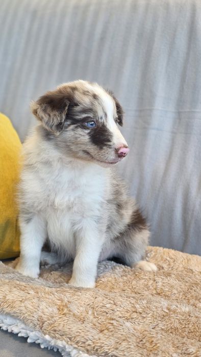 Border Collie Red Merle Macho (Olho azul e verde)