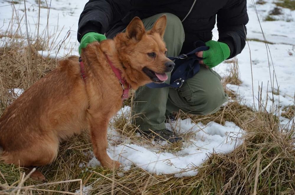 Rafi - kto go przytuli do serca ? ADOPCJA