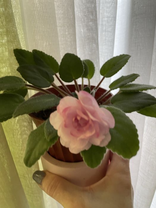 Фіалки трилер(кустові)