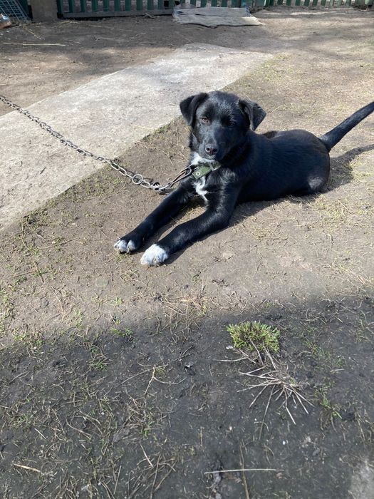 Віддам в хороші руки  прекрасного собачку, хлопчик 1 рік