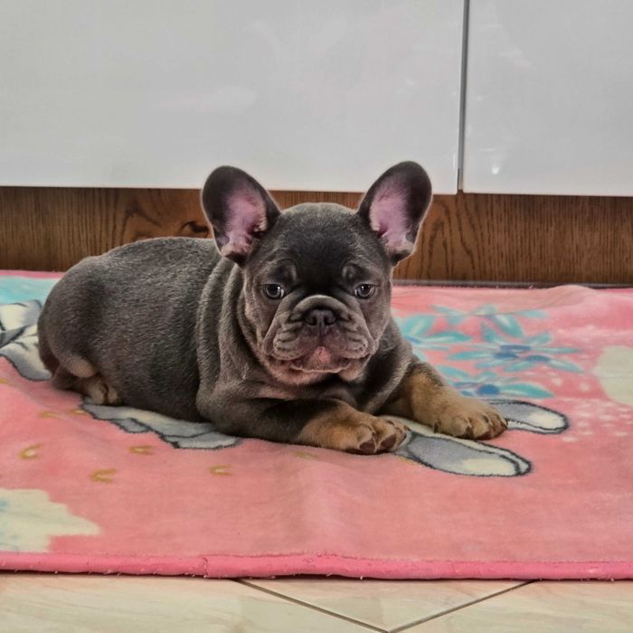Buldog Francuski śliczny Blue Tan