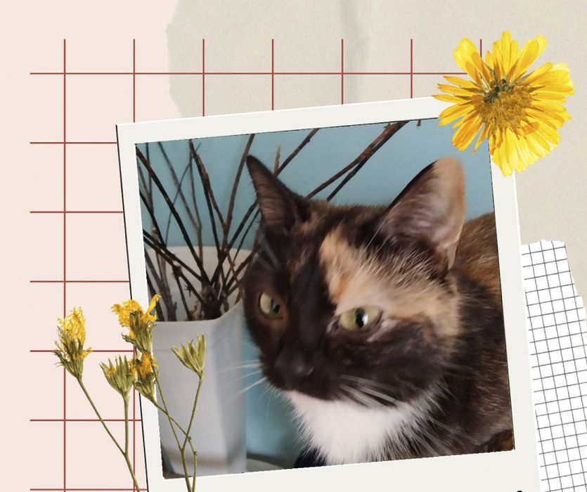 Подарим котят  два мальчика и одну девочку.