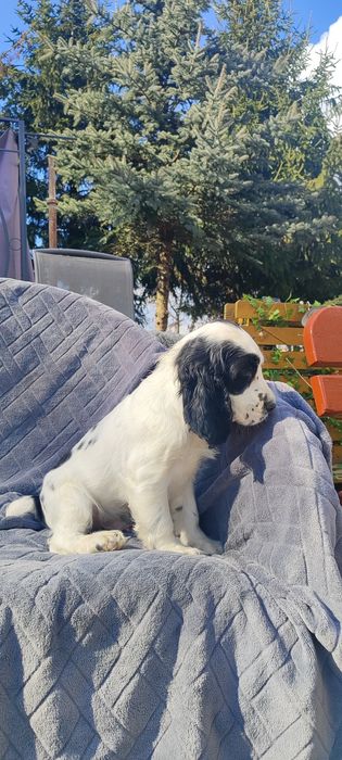 Uroczy Piesek Cocker Spaniel  • GOTOWE DO ODBIORU •