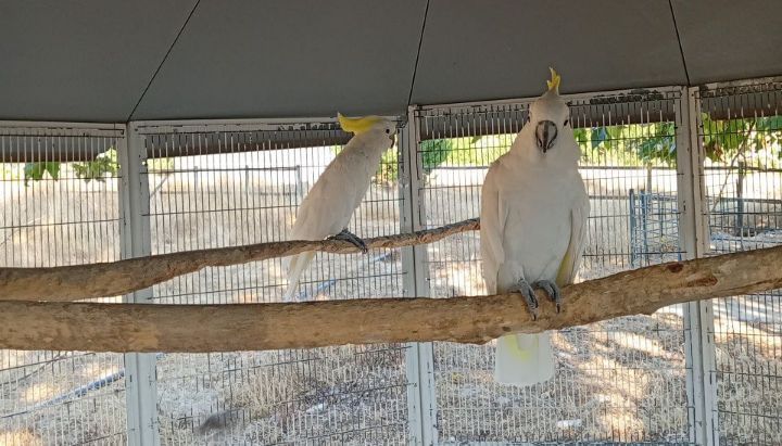 Casal catatuas grandes Eleonoras