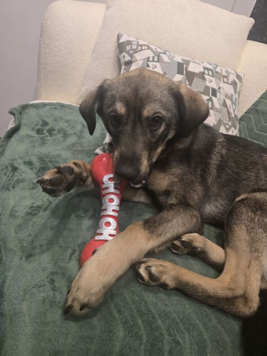 14 kg, 1 rok, lubi spacery, Tymon adopcja za darmo oddam