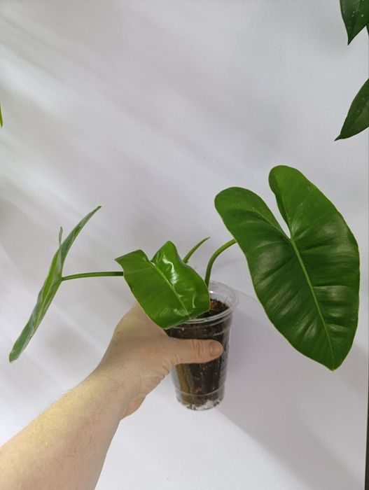 Пеперомії, філодендрон, сингоніум frosted heart