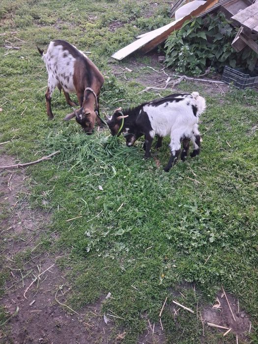 Kozy miniaturki